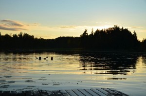 Ozelots im See auf der Sommerfahrt in Schweden